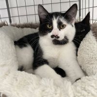 Pickles à l'adoption #5