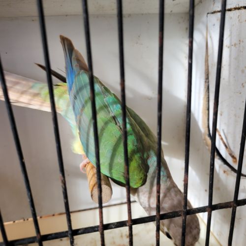 Jeune mâle conure molina #2