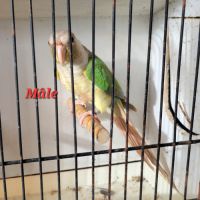 Jeune mâle conure molina #1