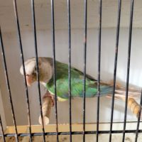 Jeune mâle conure molina