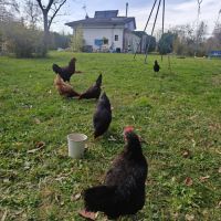 4 poules noires de janzé et une poule rousse