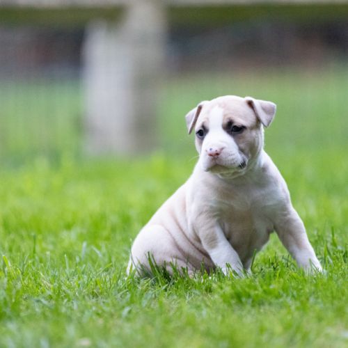 Chiots american staffordshire terrier #1
