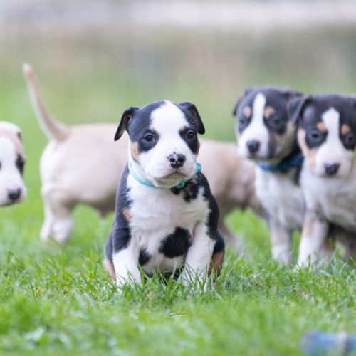 Chiots american staffordshire terrier #0