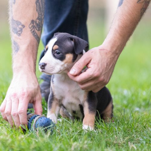 Chiots american staffordshire terrier #3