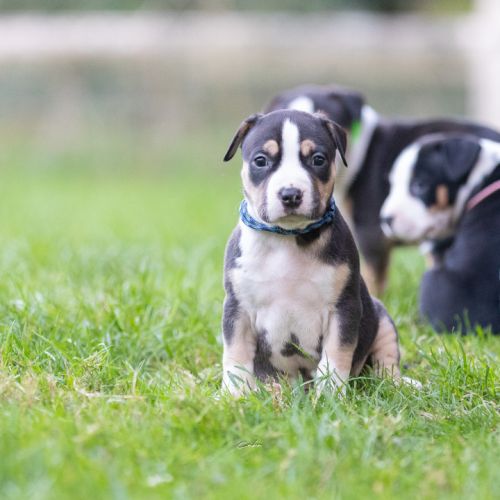 Chiots american staffordshire terrier #5