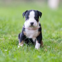 Chiots american staffordshire terrier #4