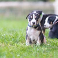 Chiots american staffordshire terrier #5