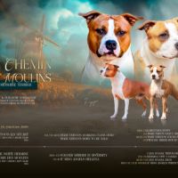 Chiots american staffordshire terrier #6