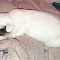 2 femelles biewer pour noël !