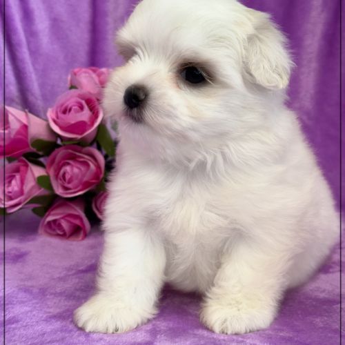 A réserver, amanda,femelle bichon maltais nain lof #1