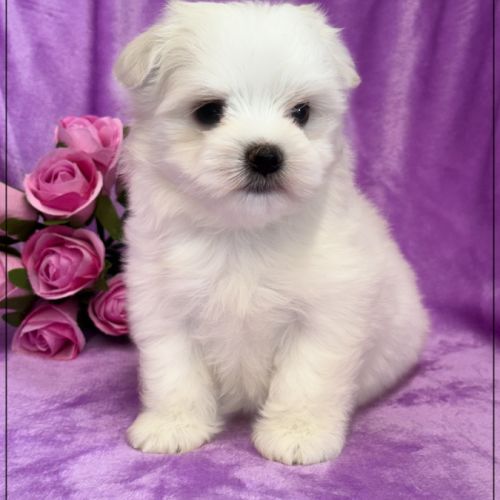 A réserver, amanda,femelle bichon maltais nain lof