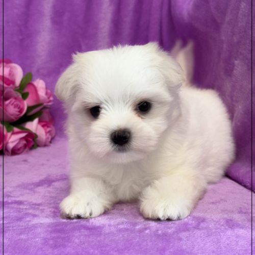 A réserver, amanda,femelle bichon maltais nain lof #3