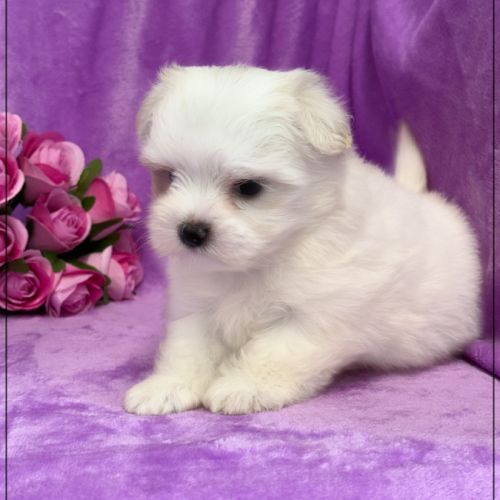 A réserver, amanda,femelle bichon maltais nain lof #4