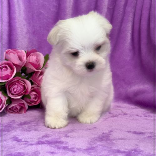 A réserver, amanda,femelle bichon maltais nain lof #5