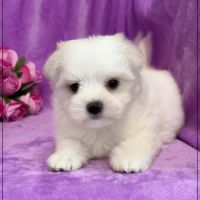 A réserver, amanda,femelle bichon maltais nain lof #3