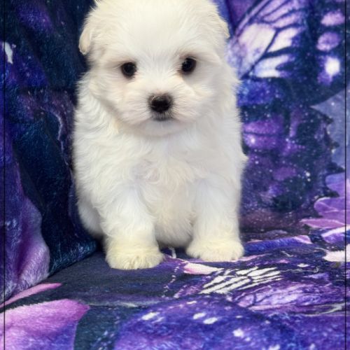 A réserver, anais, femelle bichon maltais nain lof #1