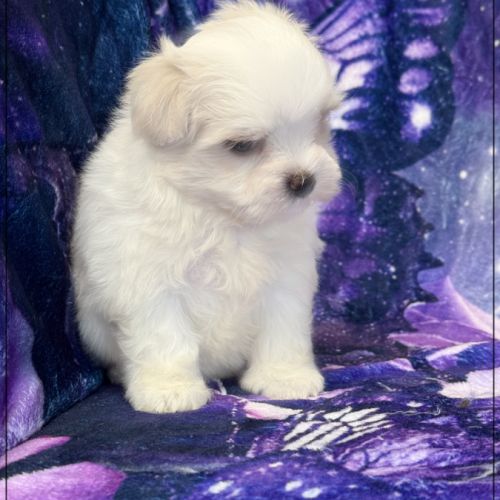 A réserver, anais, femelle bichon maltais nain lof #2