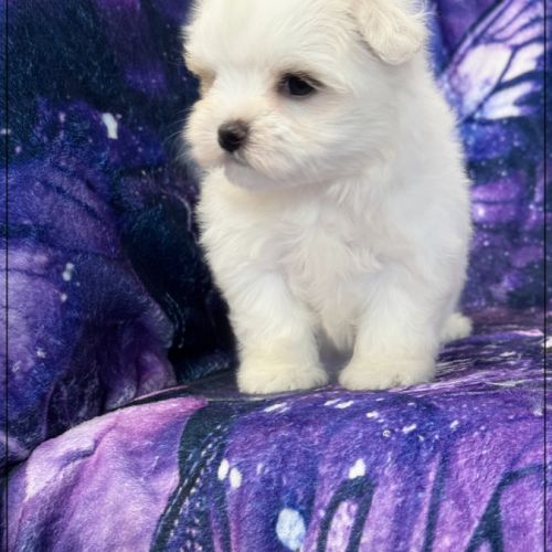 A réserver, anais, femelle bichon maltais nain lof #4