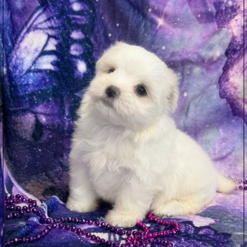A réserver, anais, femelle bichon maltais nain lof #5