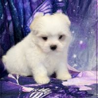 A réserver, anais, femelle bichon maltais nain lof