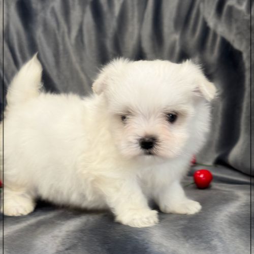 A réserver, albin, mâle bichon maltais nain lof #2