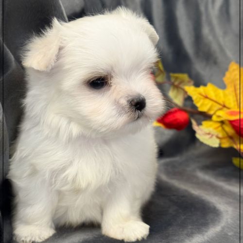 A réserver, albin, mâle bichon maltais nain lof #4