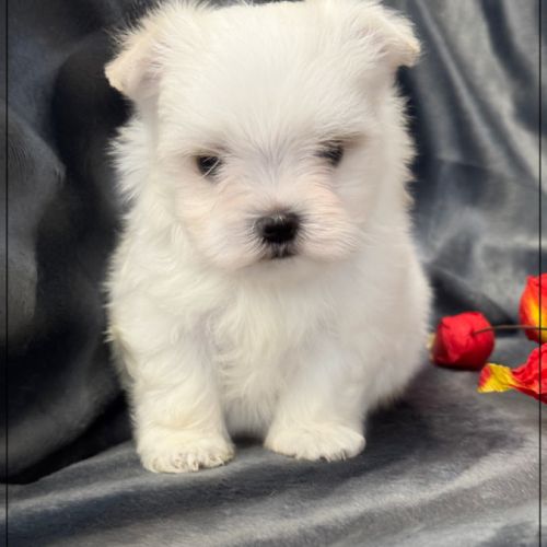 A réserver, albin, mâle bichon maltais nain lof #5