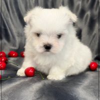 A réserver, albin, mâle bichon maltais nain lof