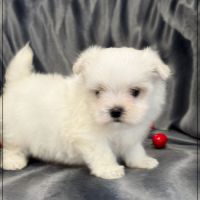 A réserver, albin, mâle bichon maltais nain lof #2