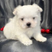 A réserver, albin, mâle bichon maltais nain lof #3