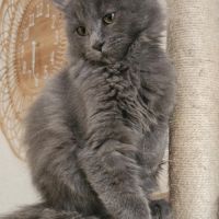 Maine coon