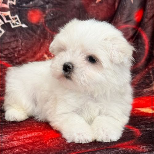 A réserver, azur femelle type bichon maltais nain #2