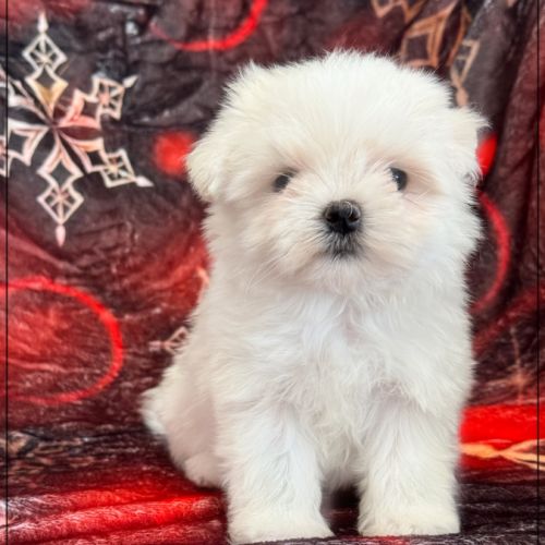 A réserver, azur femelle type bichon maltais nain #0