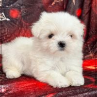 A réserver, azur femelle type bichon maltais nain #1