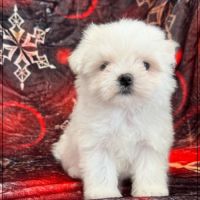 A réserver, azur femelle type bichon maltais nain