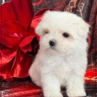 A réserver, azur femelle type bichon maltais nain #4