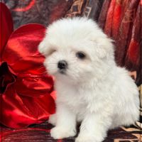 A réserver, azur femelle type bichon maltais nain #5