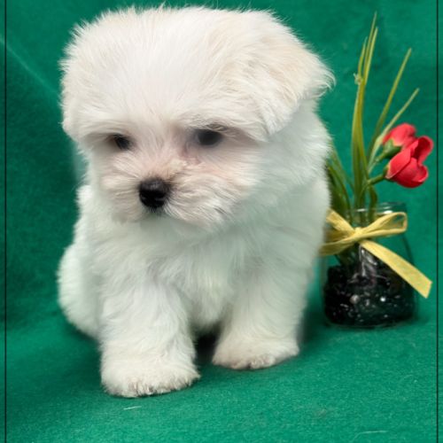 A réserver, apache type bichon maltais nain #2