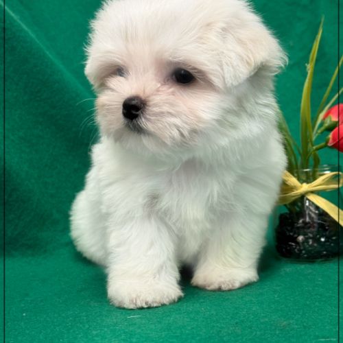 A réserver, apache type bichon maltais nain #0