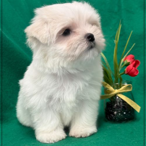 A réserver, apache type bichon maltais nain #4