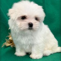 A réserver, apache type bichon maltais nain #1