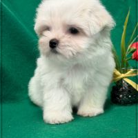 A réserver, apache type bichon maltais nain