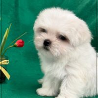 A réserver, apache type bichon maltais nain #5