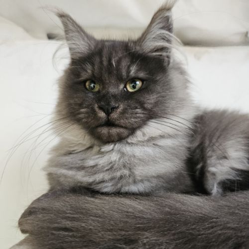 Maine coon femelle