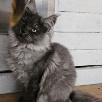 Maine coon femelle #1
