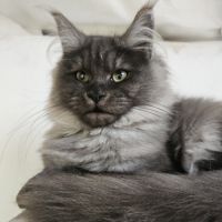 Maine coon femelle #0