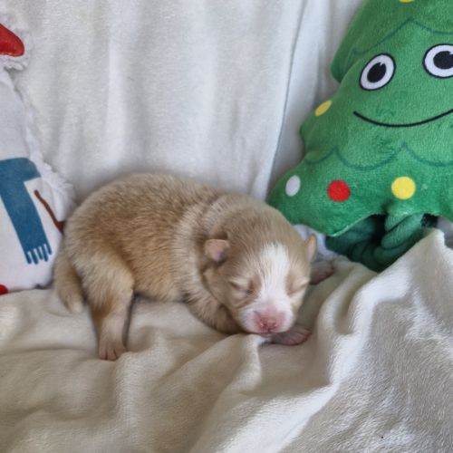 Chiot spitz à réserver femelle #2