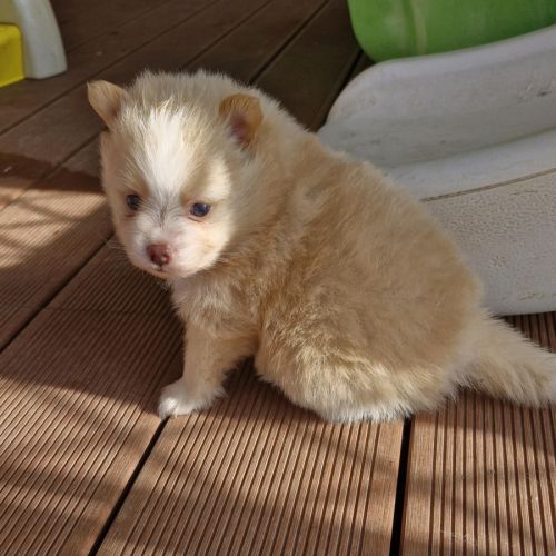 Chiot spitz à réserver femelle