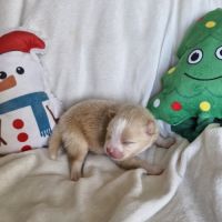 Chiot spitz à réserver femelle #0