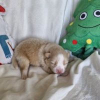 Chiot spitz à réserver femelle #2